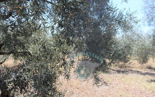 REF.23054 VENTA DE FINCA OLIVAR EN LA LOCALIDAD DE BENAMEJÍ