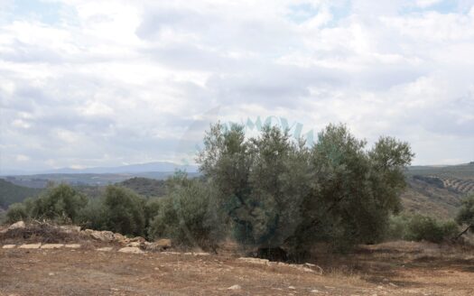 REF.23062 VENTA DE FINCA OLIVAR EN BENAMEJI