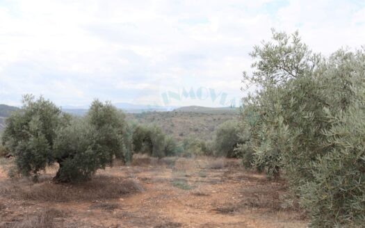 REF.23062 VENTA DE FINCA OLIVAR EN BENAMEJI
