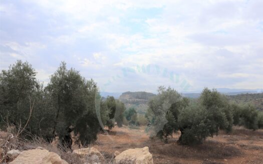 REF.23062 VENTA DE FINCA OLIVAR EN BENAMEJI