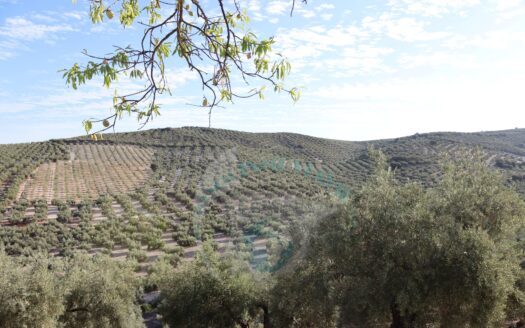 REF.LUC23012 VENTA DE GRAN FINCA OLIVAR CON CASA EN LUCENA
