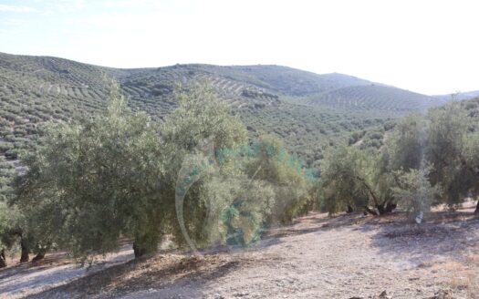 REF.LUC23012 VENTA DE GRAN FINCA OLIVAR CON CASA EN LUCENA
