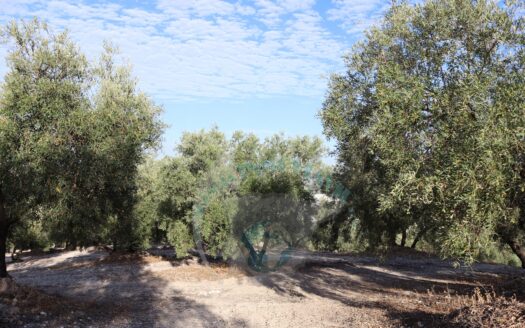 REF.LUC23012 VENTA DE GRAN FINCA OLIVAR CON CASA EN LUCENA