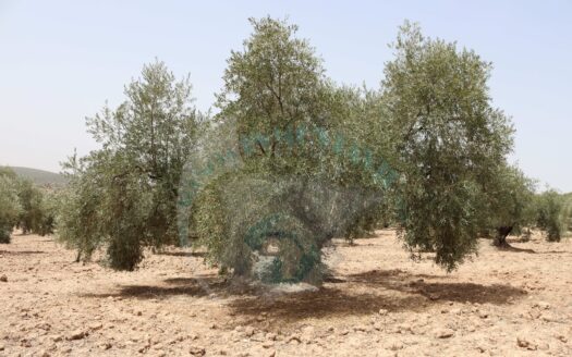 REF.23063 VENTA DE FINCA OLIVAR EN BENAMEJI