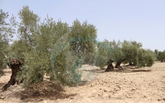 REF.23063 VENTA DE FINCA OLIVAR EN BENAMEJI