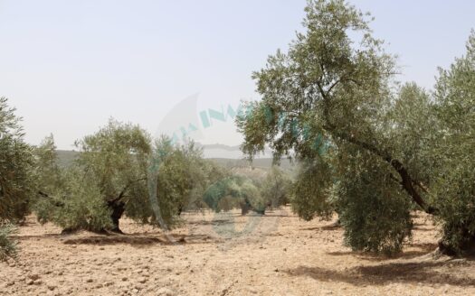 REF.23063 VENTA DE FINCA OLIVAR EN BENAMEJI