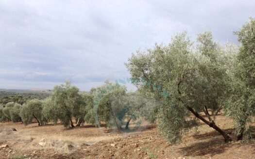 REF.23066 VENTA DE 2 FINCAS OLIVARES EN BENAMEJI