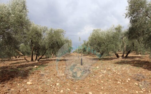 REF.23065 VENTA DE FINCA OLIVAR CERCA DE BENAMEJI