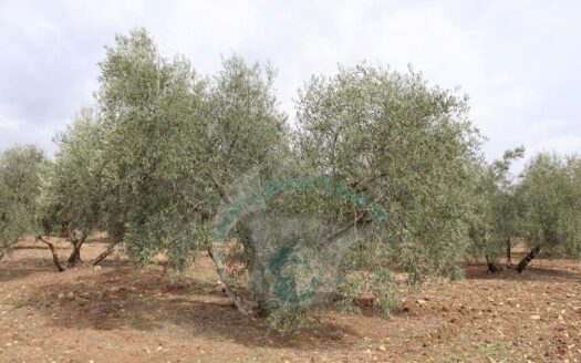 REF.23065 VENTA DE FINCA OLIVAR CERCA DE BENAMEJI