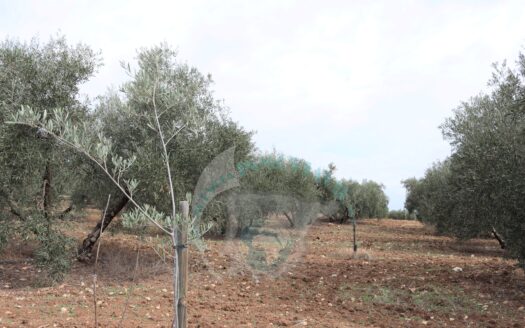 REF.23066 VENTA DE 2 FINCAS OLIVARES EN BENAMEJI