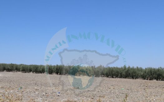 REF.23070 VENTA DE PARCELA RÚSTICA EN BENAMEJÍ