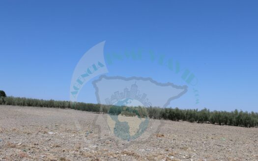 REF.23070 VENTA DE PARCELA RÚSTICA EN BENAMEJÍ