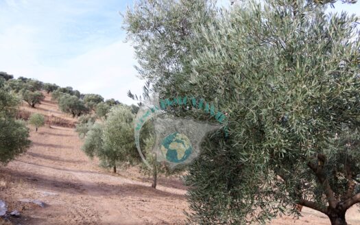 REF.23069 VENTA DE FINCAS OLIVARES CONJUNTAS EN BENAMEJI