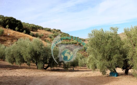 REF.23069 VENTA DE FINCAS OLIVARES CONJUNTAS EN BENAMEJI