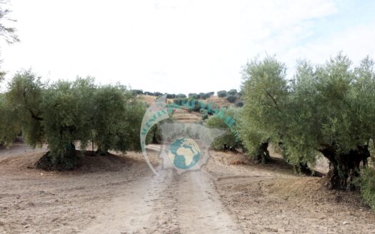 REF.23069 VENTA DE FINCAS OLIVARES CONJUNTAS EN BENAMEJI