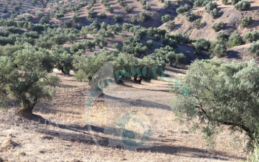 REF.LUC23013 VENTA DE FINCA OLIVAR EN LUCENA