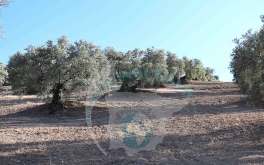 REF.LUC23013 VENTA DE FINCA OLIVAR EN LUCENA