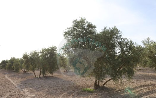 REF.23083 VENTA DE FINCA OLIVAR EN LA LOCALIDAD DE BENAMEJI