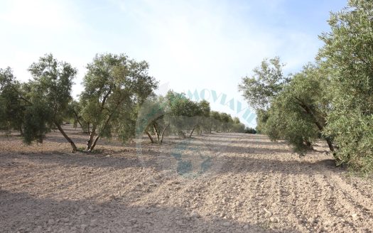 REF.23083 VENTA DE FINCA OLIVAR EN LA LOCALIDAD DE BENAMEJI