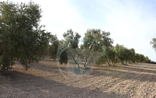 REF.23083 VENTA DE FINCA OLIVAR EN LA LOCALIDAD DE BENAMEJI