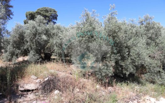 REF.ER23008 SE VENDE FINCA OLIVAR EN ENCINAS REALES
