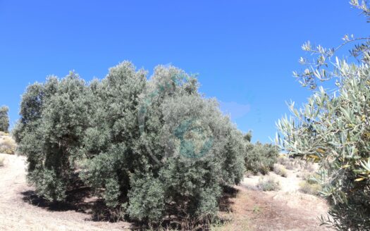 REF.ER23008 SE VENDE FINCA OLIVAR EN ENCINAS REALES