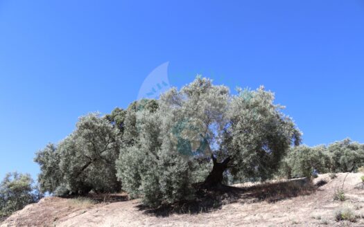 REF.ER23008 SE VENDE FINCA OLIVAR EN ENCINAS REALES