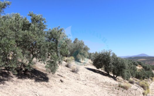 REF.ER23009 VENTA DE VARIAS FINCAS OLIVARES EN CONJUNTO