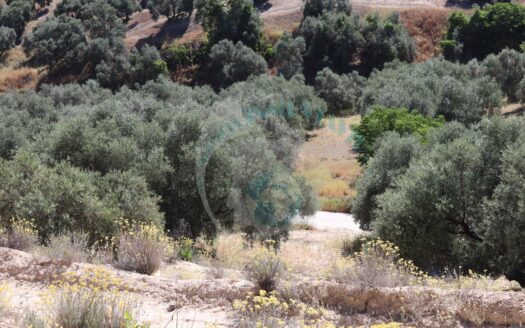REF.ER23008 SE VENDE FINCA OLIVAR EN ENCINAS REALES