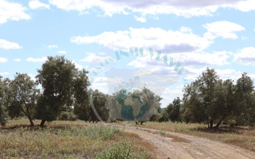 REF.LUC23018 VENTA DE FINCA OLIVAR AL TERMINO DE LUCENA
