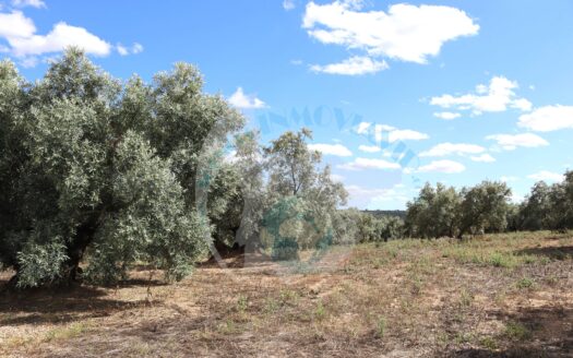 REF.LUC23018 VENTA DE FINCA OLIVAR AL TERMINO DE LUCENA