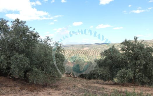 REF.LUC23018 VENTA DE FINCA OLIVAR AL TERMINO DE LUCENA