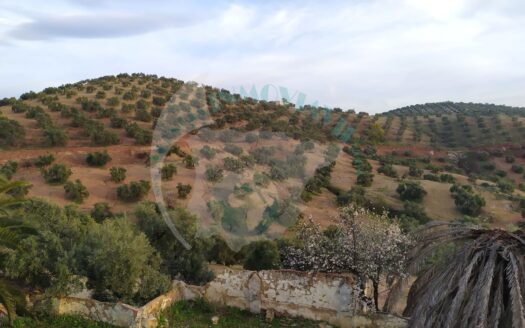 REF.LUC23021 VENTA DE FINCA OLIVAR EN LUCENA