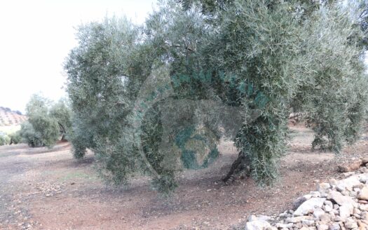 REF.23085 VENTA DE FINCA OLIVAR EN BENAMEJI