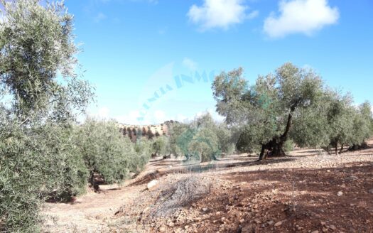 REF.23085 VENTA DE FINCA OLIVAR EN BENAMEJI