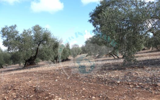 REF.23085 VENTA DE FINCA OLIVAR EN BENAMEJI