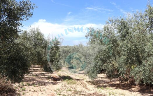 REF.LUC22003 VENTA DE FINCA OLIVAR EN LUCENA