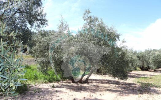 REF.LUC22003 VENTA DE FINCA OLIVAR EN LUCENA