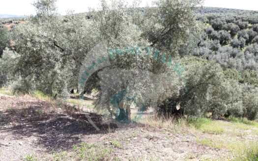 REF.LUC22003 VENTA DE FINCA OLIVAR EN LUCENA