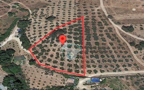 REF.CAR24001 SE VENDE FINCA OLIVAR EN CARCABUEY, CORDOBA