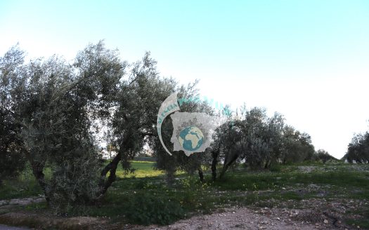 REF.24010 VENTA DE PARCELA RUSTICA EN BENAMEJI