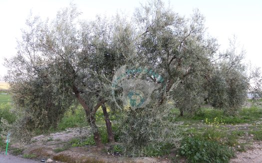 REF.24010 VENTA DE PARCELA RUSTICA EN BENAMEJI