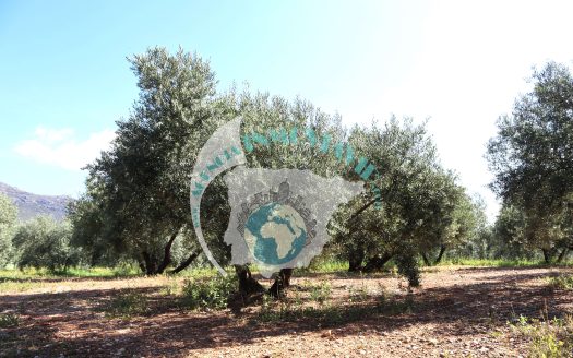 REF.CAR24001 SE VENDE FINCA OLIVAR EN CARCABUEY, CORDOBA