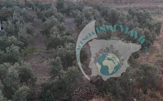 REF.24012 VENTA DE CHALET + FINCA OLIVAR