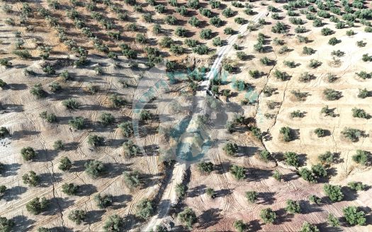 REF.LUC24001 VENTA DE FINCA OLIVAR
