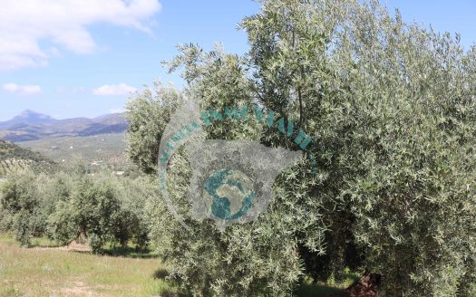 REF.CLO24002 VENTA DE FINCA OLIVAR