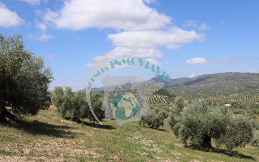REF.CLO24002 VENTA DE FINCA OLIVAR