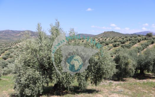 REF.CLO24002 VENTA DE FINCA OLIVAR
