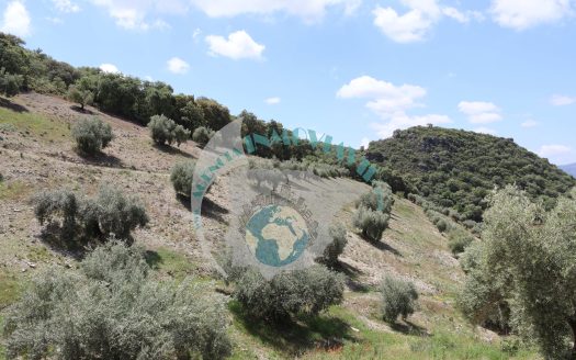 REF.CLO24005 FINCA OLIVAR EN VENTA