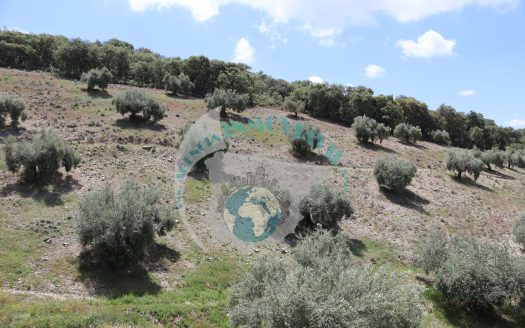 REF.CLO24005 FINCA OLIVAR EN VENTA
